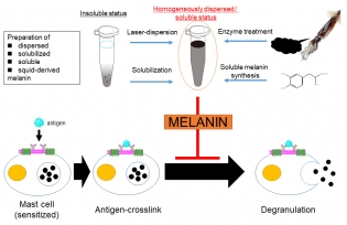 An abstract showing allergy suppression using melanin